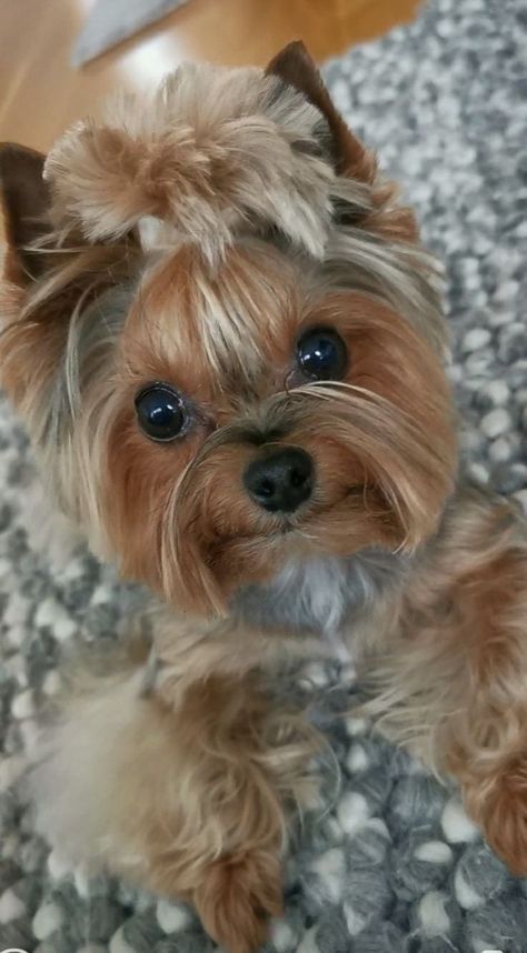 Yorkie Haircut, Yorkie Hairstyles, Yorkie Haircuts, Biewer Yorkie, Friendly Dogs, Teacup Yorkie Puppy, Cute Dogs Images, Very Cute Puppies, Yorkie Terrier