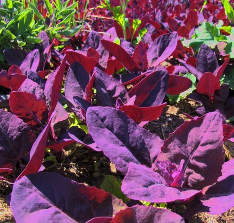 Purple passion spinach, also known as red orach or mountain spinach, is a garden plant that has it all. Pretty, tasty, and nutritious, its broad, velvety leaves range from deep, red-veined green to brilliant purple, making it one of the most... Asian Vegetables, Edible Landscaping, Planting Herbs, Pitcairn Islands, Caicos Islands, Turks And Caicos, Garden Seeds, Turks And Caicos Islands, In The Garden