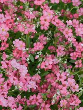 Creeping Baby's Breath 'Filou Rose' Gypsophila - This variety is a perennial and considered a groundcover or a spiller. Plants are covered in bright pink blossoms. Zones 4-7 Spiller Plants, Perennial Landscaping, Rare Fruits, Memory Garden, Late Summer Flowers, Plant Names, Grow Flowers, Planting Ideas, Flower Gardening