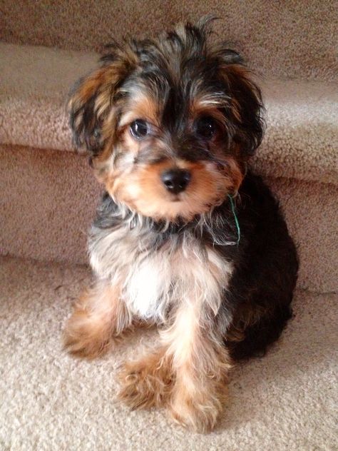 yorkiepoo. hands down, one of my favorite breeds! Yorkie Poo Puppies, Terrier Poodle Mix, Yorkie Poodle, Top Dog Breeds, Yorkie Poo, Purebred Dogs, Poodle Mix, Lap Dogs, Sweet Dogs