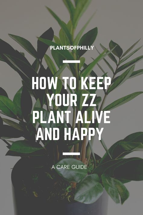 A simple care guide for your Zz plant. Just follow these simple tips! Zz Plant Care, Zz Plants, Zamioculcas Zamiifolia, Zz Plant, Low Light Plants, Happy A, Drought Tolerant, Low Light, Plant Life