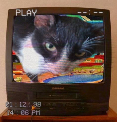 cat, tv, nostalgia, gato, old tv Scott Core, Old Tv, Tv