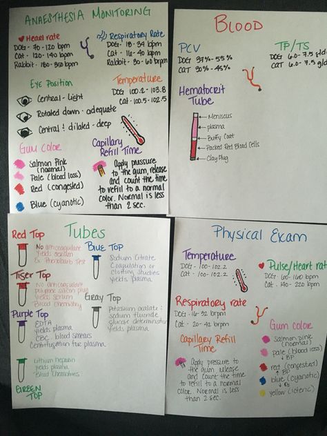 Veterinary technician cheat sheets! Vet Tech Necessities, Vet Tech Cheat Sheet Anesthesia, Vet Tech Olympics, Veterinary Technician Cheat Sheets, Vet Med Cheat Sheet, Vet Tech Notes Aesthetic, Ear Cytology Veterinary Chart, Veterinary Cheat Sheets, Vet Tech Nails