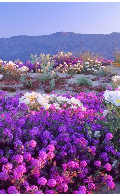 Desert Flowers, Biome, Color Story, Spring Blooms, In The Desert, Flower Field, The Desert, Amazing Nature, Nature Beauty