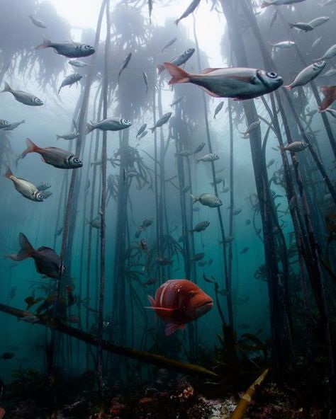 Ocean Forest, Kelp Photography, Kelp Forest Aesthetic, Underwater Forest Art, Ecosystem, Kelp Forest Wallpaper, Kelp Forest Desktop Wallpaper, Types Of Mermaids, Underwater Kelp Forest