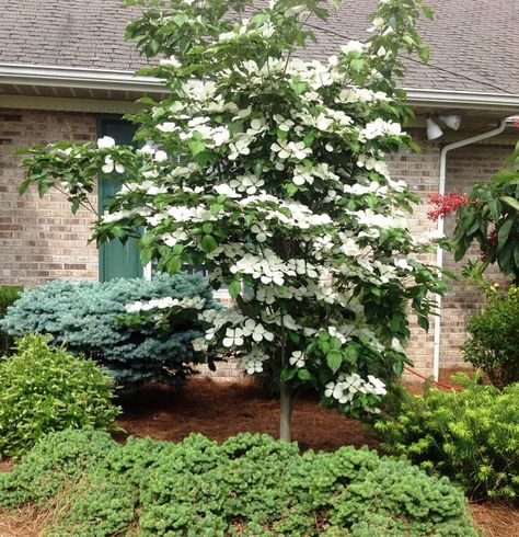 Venus Dogwood, White Dogwood Tree, Trees For Garden, Small Ornamental Trees, Small Trees For Garden, Trees For Front Yard, Dogwood Tree, Indoor Trees, Dogwood Trees