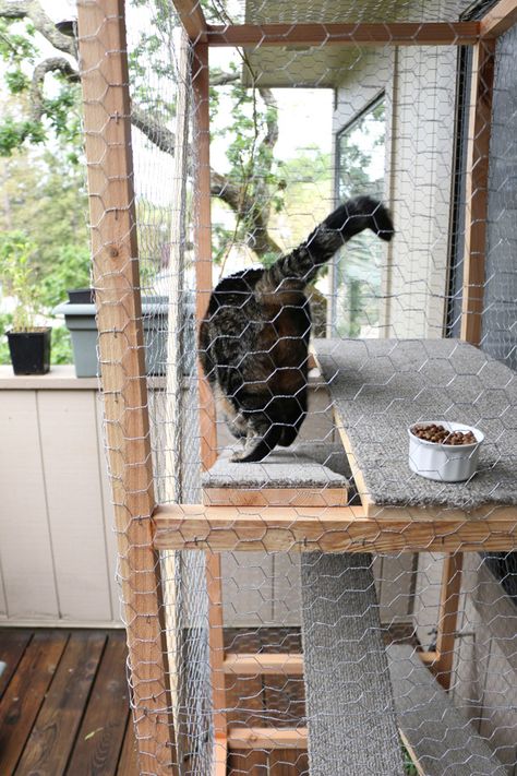 Chicken Wire Catio, Catio Cats, Cat Patios, Kitten Room, Iguana Cage, Dog Enclosures, Diy Cat Enclosure, Outdoor Pet Enclosure, Cat Area