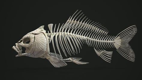 ArtStation - Carp Fish Anatomy Koi Fish Anatomy, Fish Skeleton Illustration, Koi Skeleton, Koi Fish Skeleton, Fangtooth Fish, Fish Skeleton Drawing, Fish Bone Diagram, Carp Drawing, Fish Anatomy