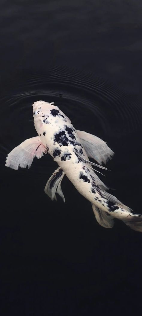 White Koi Fish, Butterfly Koi, Koi Tattoo, Koi Fish Tattoo, Fish Tattoo, Koi Fish, Koi, Swimming, Fish