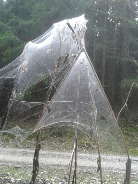 Spider House in Forest Balver ok maybe not best way to see forest yikes House In Forest, Spider House, Spider Silk, Itsy Bitsy Spider, Spider Art, Arachnids, Amazing Spider, Wisteria, Science And Nature