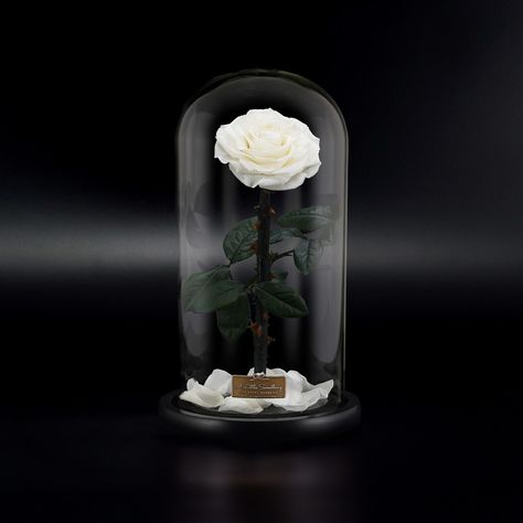 Rose Dome, Rose In A Glass, Christmas Gifts For Sister, Enchanted Rose, Forever Rose, Preserved Roses, Colorful Roses, Gifts For, Rose Gift