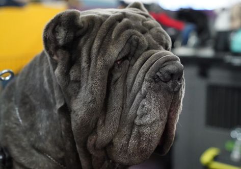 If you’re thinking about getting a Neapolitan Mastiff, be aware that these dogs drool a lot.. Also, large dogs tend to have more health issues than smaller dogs, so be aware that there may be some hefty vet bills in your future. Mastiff Dog Breeds, Neapolitan Mastiff, Neapolitan Mastiffs, Baby Chihuahua, Mastiff Dogs, Pet Dogs Puppies, Chihuahua Puppies, Guard Dogs, Baby Puppies