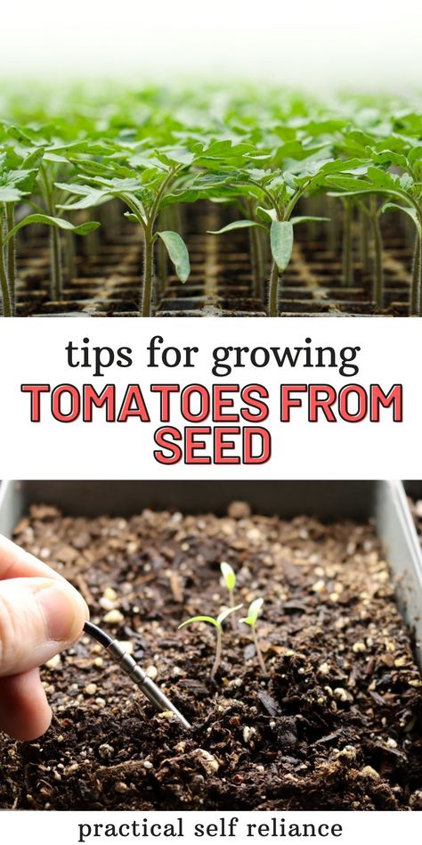 Starting Tomatoes From Seed Indoors, How To Start Tomato Seeds Indoors, Starting Tomato Seeds Indoors, Tomato Seeds Starting, How To Grow Tomatoes From Seeds, Planting Tomatoes From Seed, Tomato Plants Growing Tips, Growing Cucumbers From Seed, Greenhouse Tomatoes