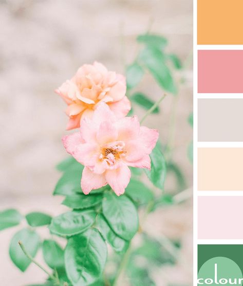 color palette, peach color, blush pink, lush green, light taupe, pale pink, soft orange, mint green, flower photography, flower images, beautiful flowers, peach flowers, pink flowers, green foliage Pink Color Palettes, Resin Palette, Pretty Color Palette, Best Color Combinations, Mint Palette, Mint Flower, Beachfront Cottage, Images Beautiful, Colour Pallets