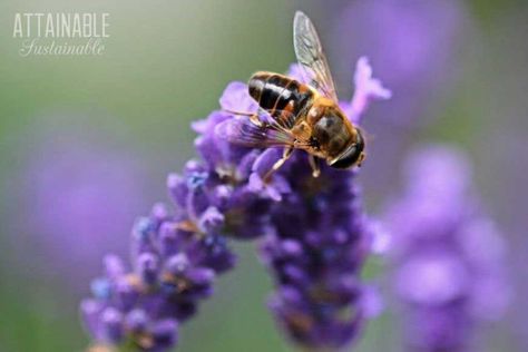 Bees In Flowers, Pollinator Garden Ideas, Flowers For Bees, Purple Perennials, Zucchini Plants, Flowering Perennials, Bee Friendly Garden, Bee Stuff, Grow Room