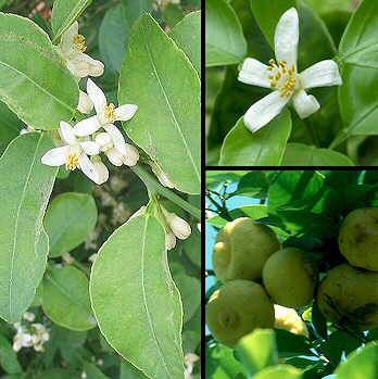 citrus aurantifolia Citrus Aurantifolia, Medicinal Plants, Uganda, Fruit, Plants