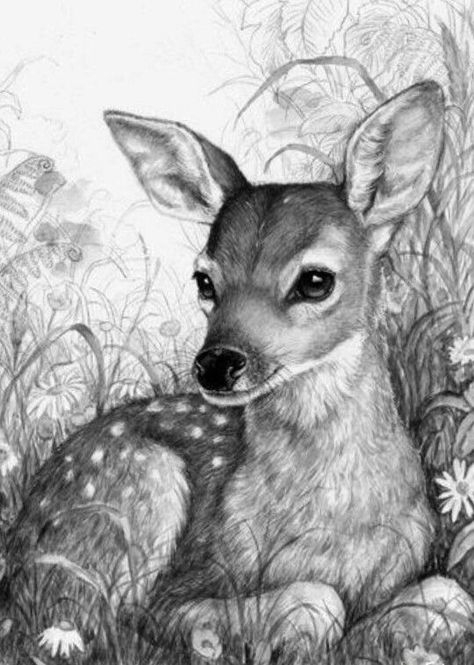 Easy Pencil Drawings, Realistic Animal Drawings, Deer Drawing, Pencil Drawings Of Animals, Animal Drawings Sketches, Pencil Drawings Easy, Deer Art, Pencil Sketches, Sketch Ideas