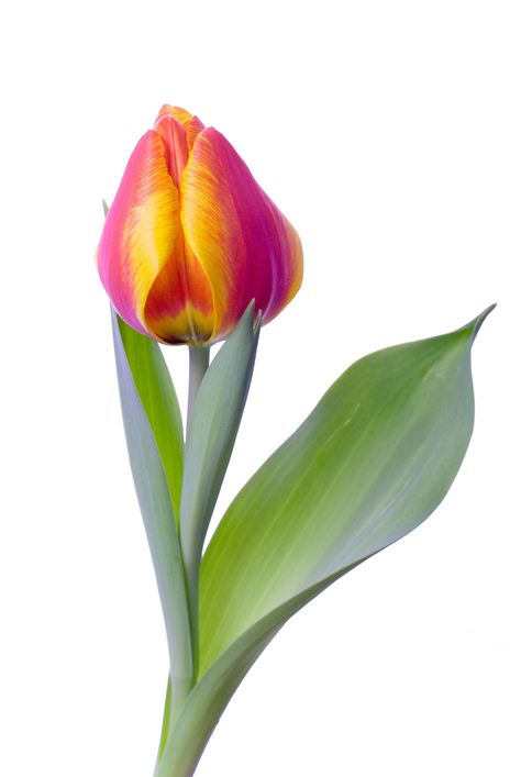 Everything You Ever Needed to Know About Dividing Tulip Bulbs Tulip Photos, Tulips Leaves, Tulip Leaves, White Hydrangea Centerpieces, Planting Bulbs In Spring, Botanical Pictures, Planting Tulips, Flower Varieties, Spring Floral Arrangements