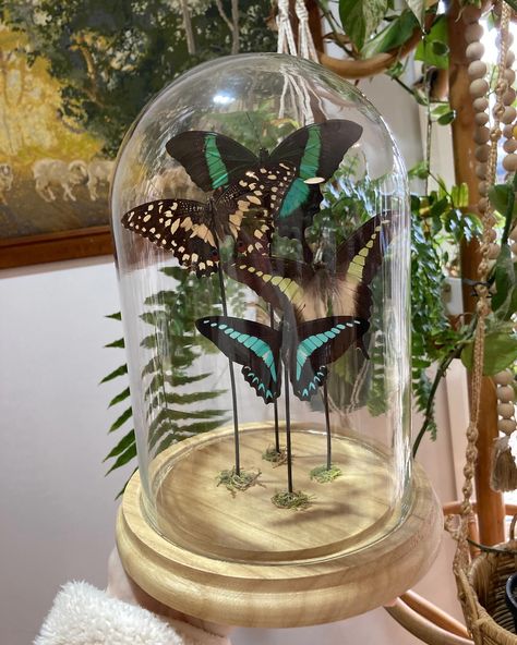 New dome finished 👌🏻 Displaying some members from the Papilionidae family 🦋 #butterfly #entomology #taxidermy #ethical #handmade #smallbusiness #supportsmallbusiness #autistic Butterfly Taxidermy Decor, Entomology Taxidermy, Butterfly Entomology, Real Butterflies, Taxidermy Decor, Taxidermy Display, Butterfly Taxidermy, Glass Dome Display, Cute Room Decor