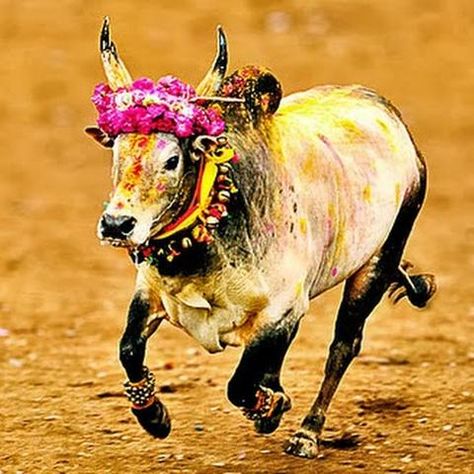 Jallikattu Photos, Jallikattu Bull Images, Jallikattu Kaalai Hd Images, Jallikattu Images, Happy Mattu Pongal, Pongal Photos, Pongal Festival Images, Mattu Pongal, Pongal Images