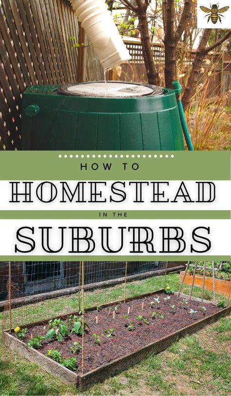 Self Sufficient Backyard Layout, Homestead In Suburbs, In Town Homesteading, How To Become Self Sufficient, Small Scale Homesteading, Homesteading In The Suburbs, Small Backyard Homestead, Modern Homestead House, Self Sufficient Backyard