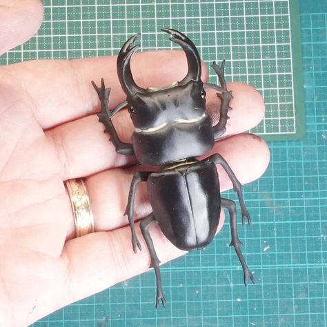 Beetle Taxidermy, Long Horned Beetle, 3d Print Design, Beetle Taxidermy Art, Goliathus Beetle, Giant Stag Beetle, Japanese Beetles, Reference Board, Beetle Insect