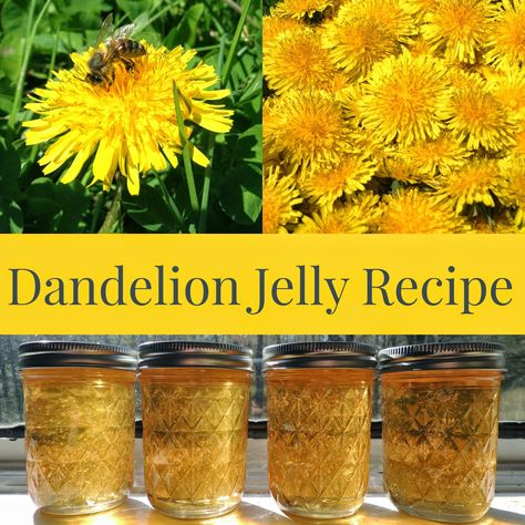 Linn Acres Farm: Dandelion Jelly Recipe Edible Flowers Recipes, Canning Recipe, Foraging Recipes, Jam Recipes Homemade, Dandelion Jelly, Homemade Jelly, Canned Food Storage, Jelly Recipe, Foraged Food