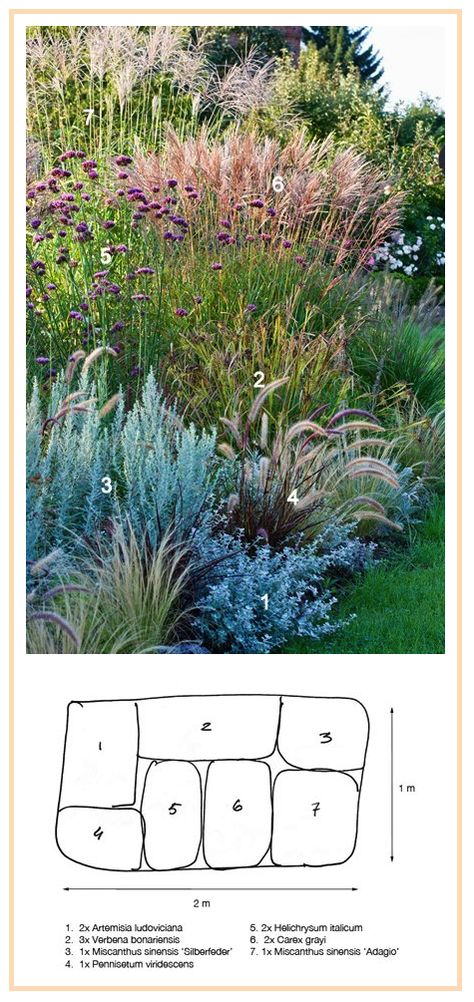 Ornamental Grasses Border ........................ 1. White Sagebrush 'Silver Queen' (Artemisia ludoviciana) 2. Gray's Sedge (Carex grayi) 3. Curry Plant (Helichrysum italicum) 4. Black-Flowered Fountaingrass (Pennisetum viridescens) 5. Tall Verbena (Verbena bonariensis) 6. Eulalia, Maiden Grass 'Adagio' (Miscanthus sinensis) 7. Eulalia, Maiden Grass 'Silberfeder' (Miscanthus sinensis) Side Of Garage Garden, Vermont Gardening, Barn Landscaping, Cabin Landscaping, Curry Plant, Ornamental Grass Landscape, Border Garden, Verbena Bonariensis, Miscanthus Sinensis