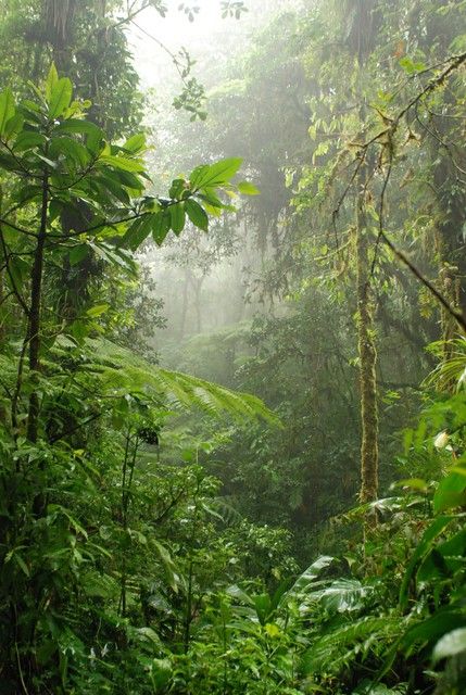 Cloud Forest, Jungle Art, Evergreen Forest, Magic Forest, Evergreen Plants, Forest Photography, Tropical Forest, Green Forest, Beautiful Photos Of Nature