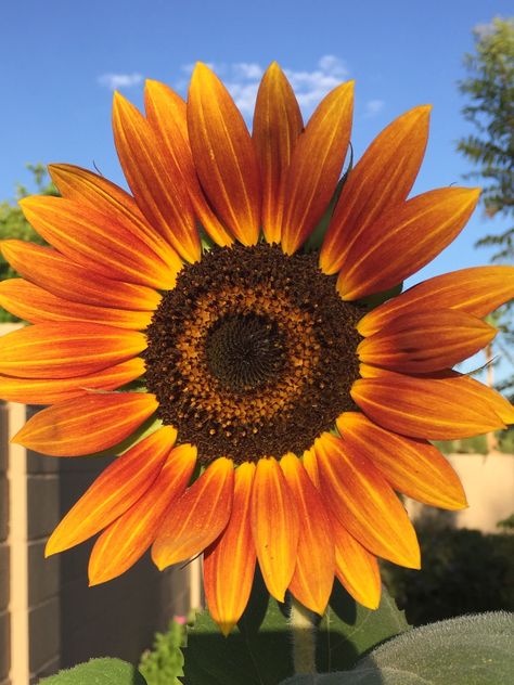 Some last blooms from my summer crop. Ring of fire! Chandler Arizona, Sunflower Pictures, Ring Of Fire, Sunflower Fields, Favorite Flowers, My Summer, Wedding Board, Photo Reference, Autumn Inspiration