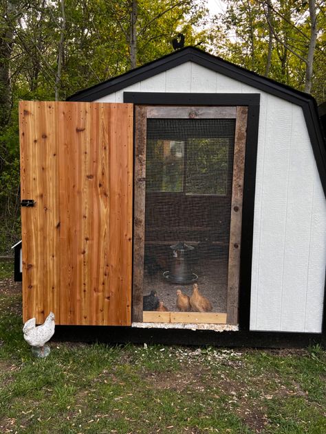 Screen door for light and fresh air for young chickens. My chickens are staying in coop for a few weeks until they are old enough to free range. Chicken Coop With Screen Door, Doors For Chicken Coop, Barnyard Chickens, Chicken Coop Door, Coop Door, Chicken Flock, Security Screen Door, Chicken Farming, Backyard Chicken Farming