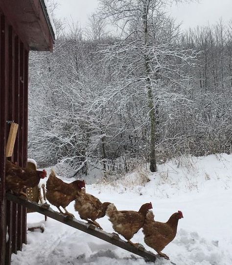 Winter Aesthetic, Brigitte Bardot, The Ranch, Winter Scenes, Winter Time, Country Life, Farm Life, Yule, Land Scape