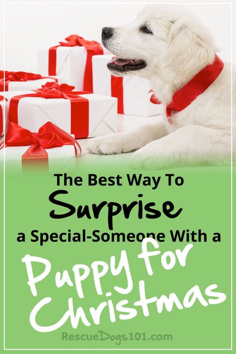 The Best Way to Surprise Someone with a Puppy for Christmas – Are you thinking of surprising someone close to you with a puppy for Christmas? I’ve got the perfect idea on how to surprise someone with a puppy... #doggies #doglovers #dog #dogadopt #dogadoption #adoptadog #dogstuff #cuteanimals #puppy #puppylove #adoptdontshop via @rescuedogs101 Puppy For Christmas, Surprised Dog, Puppy Christmas Gift, Puppy Ideas, Dog Presents, Cute Dog Photos, Getting A Puppy, Dog Projects, Puppy Gifts