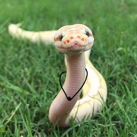 Pretty Snakes, Iphone Wallpaper Cat, Cute Reptiles, Cute Snake, Beautiful Snakes, Funny Animal Photos, Ball Python, Pretty Animals, A Snake