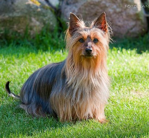 Australian Silky Terrier, Dog Anatomy, Disabled Dog, Australian Terrier, Silky Terrier, Animal References, American Kennel Club, Dog Face, Mixed Breed