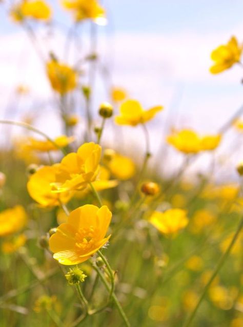 Kingcup Flower, Buttercups Flower, Flowers Meanings, Irish Flowers, Buttercup Cottage, Fine Art Photography Nature, Victorian Language, Buttercup Flowers, Wildwood Flower