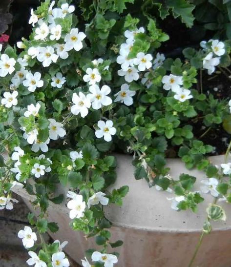 Masses of white flowers cover this beautiful groundcover, making it a popular choice for those looking for the best container plants for their garden. Best Container Plants, Bacopa Plant, White Flowering Plants, White Flower Pot, White Plants, Trailing Plants, Desert Garden, Moon Garden, Container Gardening Vegetables