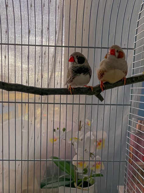 #birds #zebrafinch #aesthetic #instagram #sunset Finch Aesthetic, Bird Asthetic Picture, Feeding Birds Aesthetic, Bird Pet Aesthetic, Early Bird Aesthetic, Bird Cages Aesthetic, Zebra Finch, Finches Bird, Birds