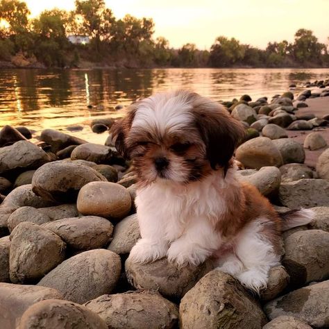 Shitzoo Dogs, Mini Shih Tzu, Shitzu Puppies Wallpaper, Cute Shitzu Puppies, Shitzu Aesthetic, Shitsu Dog, Shih Tzu Aesthetic, Shi Tzu Dog, Cute Shih Tzu Puppies