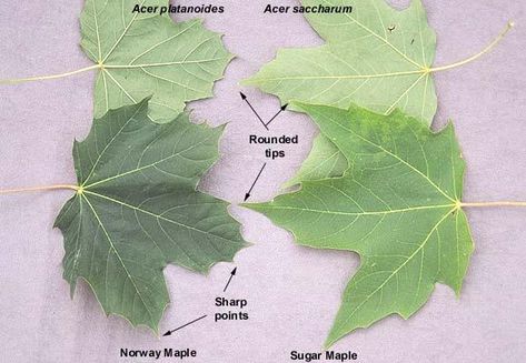 Acer platanoides vs. Acer saccharum | Landscape Plants | Oregon State University Maple Tree Tattoo, Tree Leaf Identification, Tree Tapping, Maple Tree Tattoos, Silver Maple Tree, Austin Tattoo, Acer Platanoides, Leaf Identification, Plant Notes