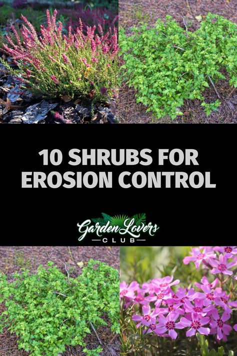 Perennial Slope Garden, Best Plants For Erosion Control, Plants On A Hill Sloped Yard, Garden Slope Ideas Hillside Landscaping Steep Backyard, Erosion Control Plants Zone 7, Planting On Slopes, Full Sun Slope Landscaping, River Erosion Control, Shaded Slope Landscape