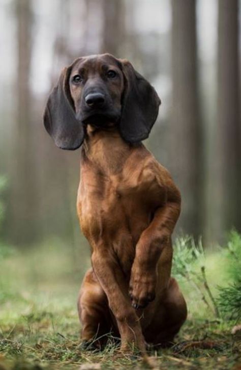 Hanover Hound Dog Plott Hound Puppy, Cretan Hound, Blood Hound Dog, American Leopard Hound, Afghan Hound Photography, Putrid Hound, Beagle Mix Puppies, Blood Hound, Bavarian Mountain Hound