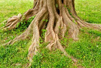 Roots Drawing, Plants Under Trees, Landscaping Around Trees, Tree Borders, Landscaping Trees, Tree Base, Ground Cover Plants, Plant Drawing, Tree Roots