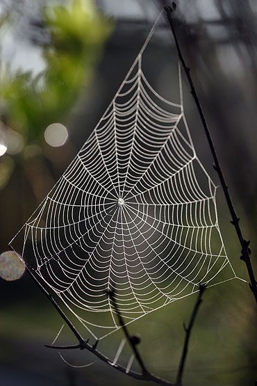 Itsy Bitsy Spider, Spider Art, Spider Webs, Airbrush Art, Arachnids, Amazing Spider, Patterns In Nature, Spider Web, Sacred Geometry