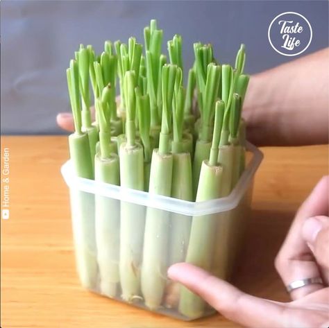 Growing Lemongrass At Home | This is how to grow lemongrass at home. Credit YT: Home & Garden (youtube.com/channel/UCbxbwh7MV5YOJ2HMzAu2zDg) | By Taste Life Grow Lemongrass In Pots, Lemongrass In Pots, Grow Lemongrass, Plant Science, How To Grow, Lemon Grass, To Grow, Home Garden, At Home