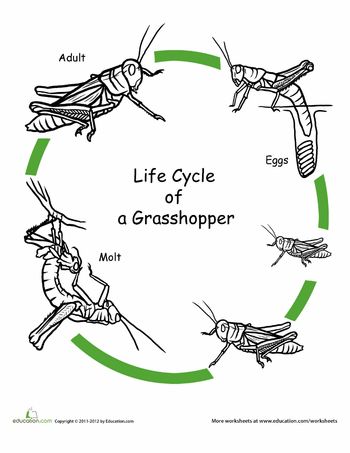 Worksheets: Color the Life Cycle: Grasshopper Grasshopper Life Cycle, Science Life Cycles, Insect Life Cycle, Insect Unit, Insects Preschool, Animal Life Cycles, Nature Studies, 1st Grade Science, Insects Theme