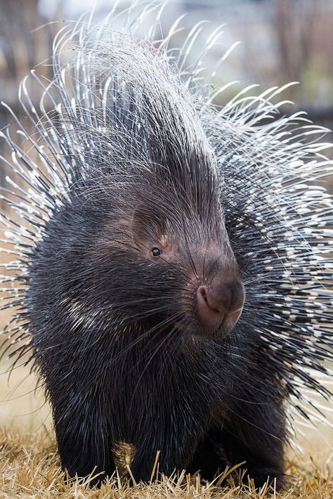 wonderful shot of a Porcupine!.....Quilliam  Mark Dumont Crested Porcupine, Italy North, African Porcupine, Unusual Animals, Rare Animals, African Wildlife, Kew Gardens, African Animals, Primates