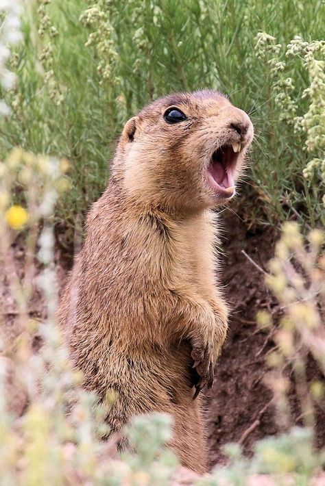 Prairie Dog Illustration, Prairie Dog Drawing, Colorado Wildlife, Dog Yawning, Cute Animal Tattoos, Prairie Dogs, Animal T Shirt, Wallpapers Beautiful, Tattoo Nature