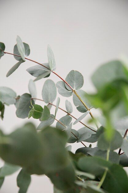 Plant Close Up, Eucalyptus Aesthetic, Eucalyptus Photography, Wood Stage, Plant Shadow, Photo Minimal, Eucalyptus Plant, Mint Background, Nature Leaves