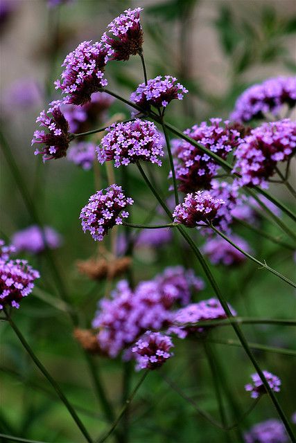 Verbena Plant/ ATTRACTS: Hummingbirds. They are very hardy and even grow in ditches and pastures in MS. Verbena Plant, Purple Pictures, Verbena Bonariensis, Hummingbird Garden, Container Garden, Garden Cottage, Butterfly Garden, Drought Tolerant, Hummingbirds